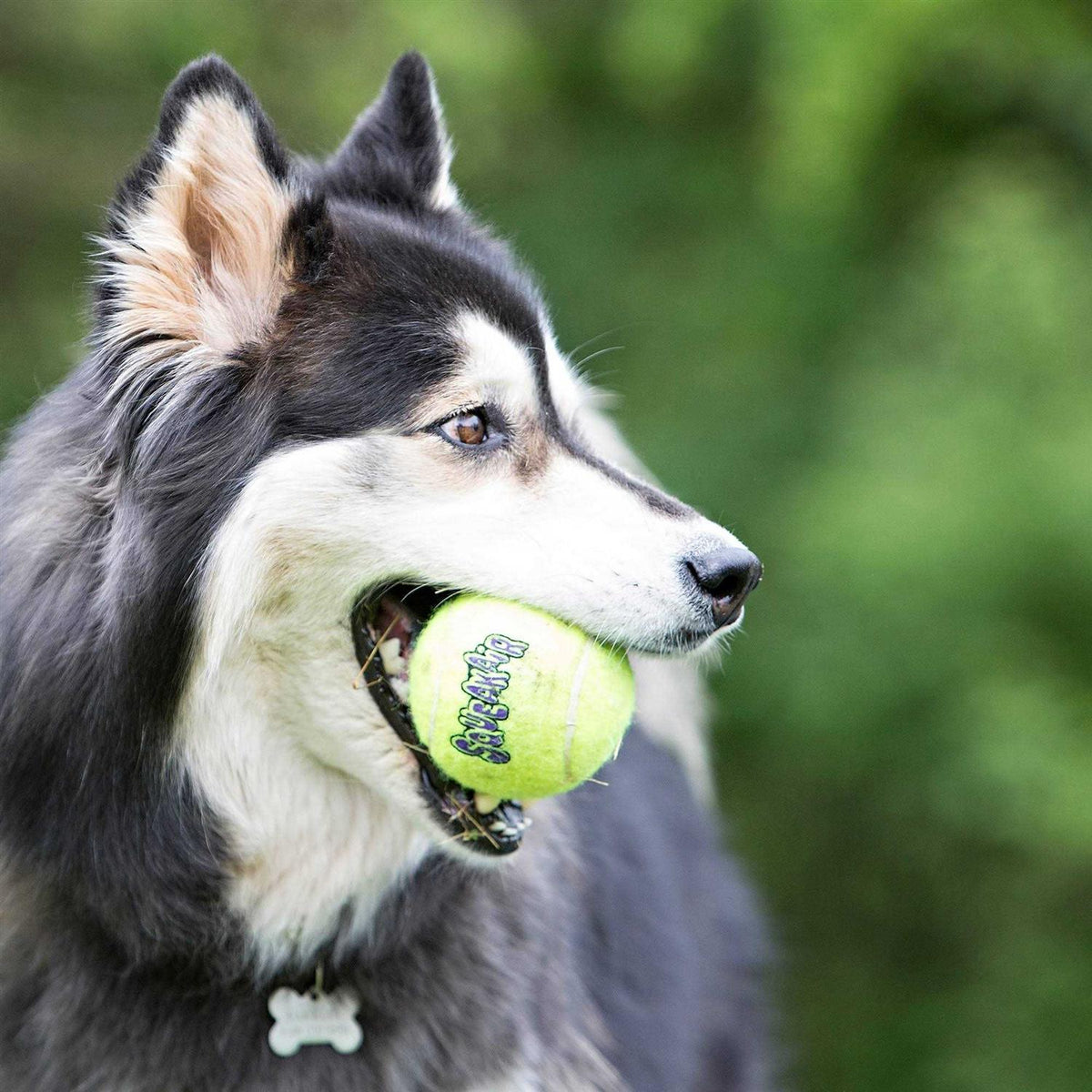 Pet Supplies Z865967
