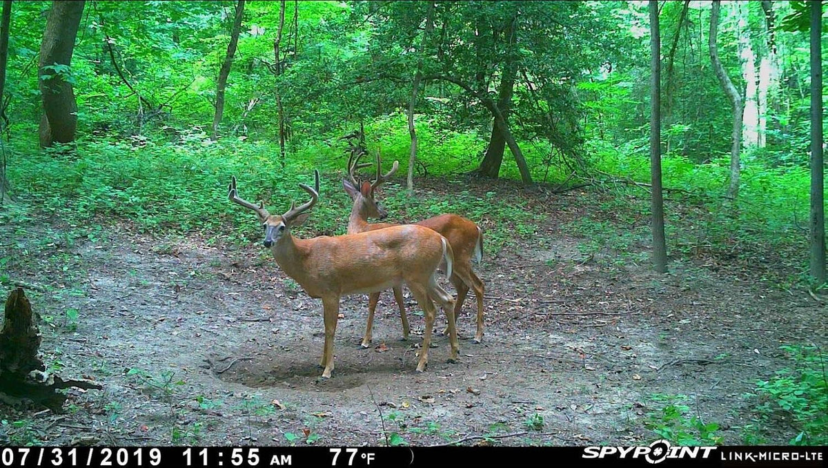 Twin Pack Cellular Trail Cameras 10MP with Two Security Steel Cases C126702