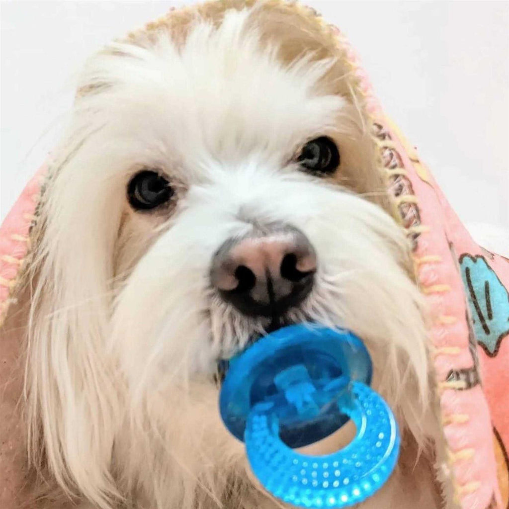 Paci Chew Pet Supplies H39941