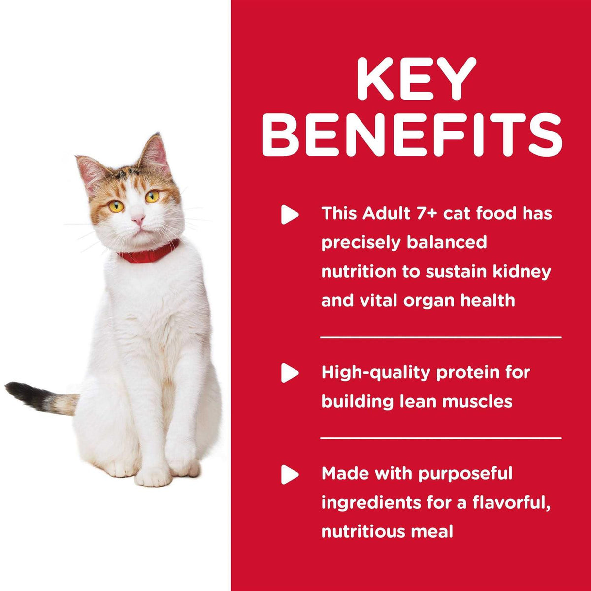 Chicken Cat Food Y22434
