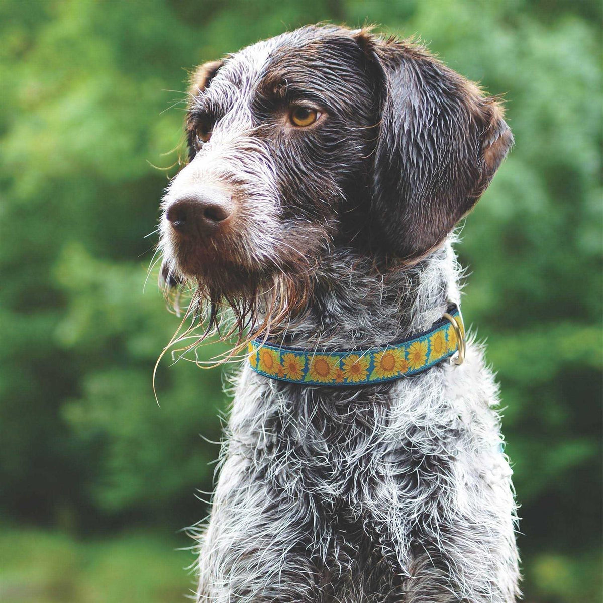 Sunflower Dog Collar C33722