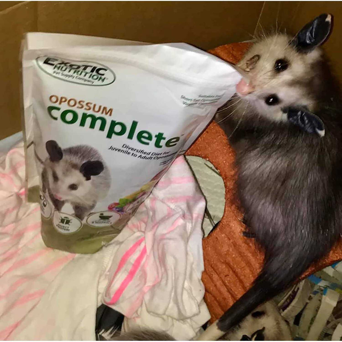 Opossum Complete Food Q852