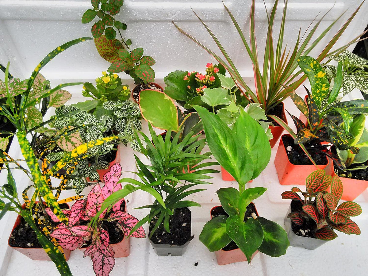 6 Plants in 2.5 inch Pots O5708