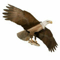 American Bald Eagle Kite T779447