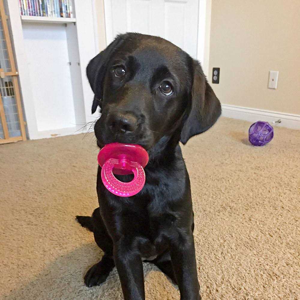 Paci Chew Pet Supplies H39941