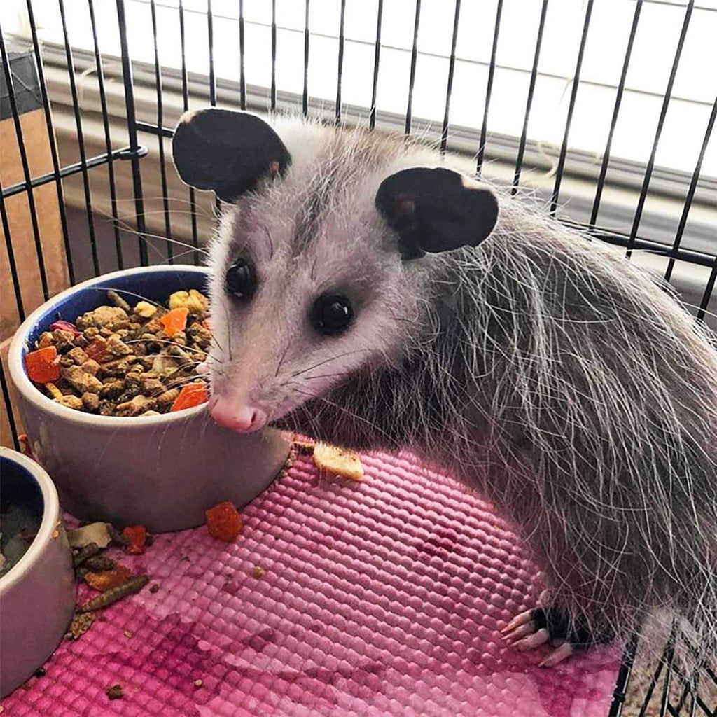 Opossum Complete Food Q852