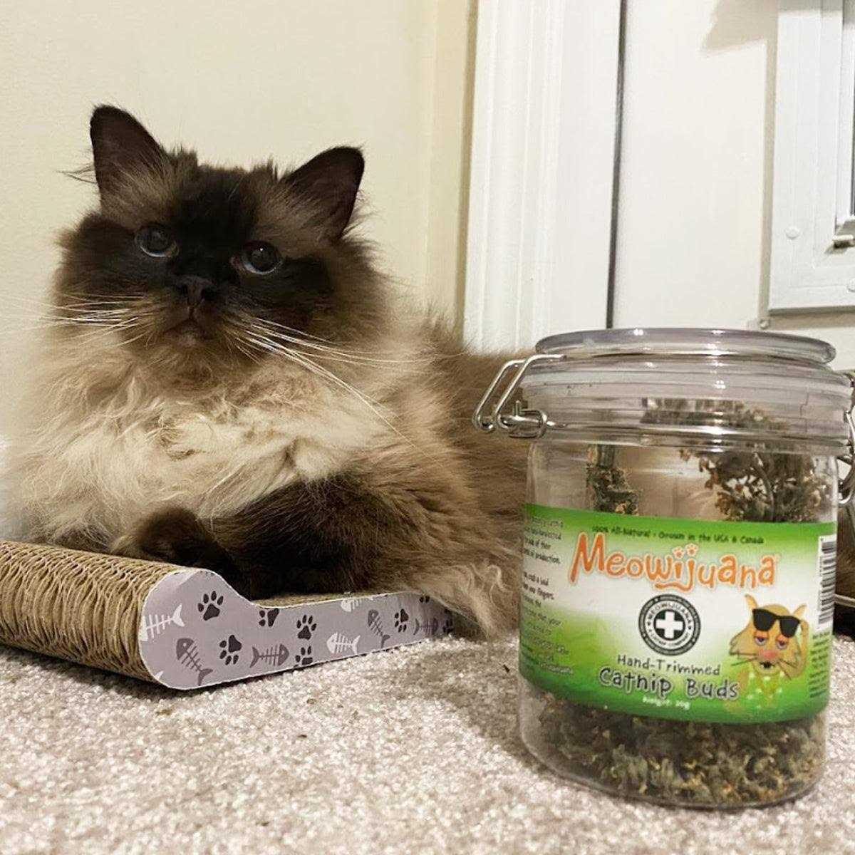Catnip Buds L356919