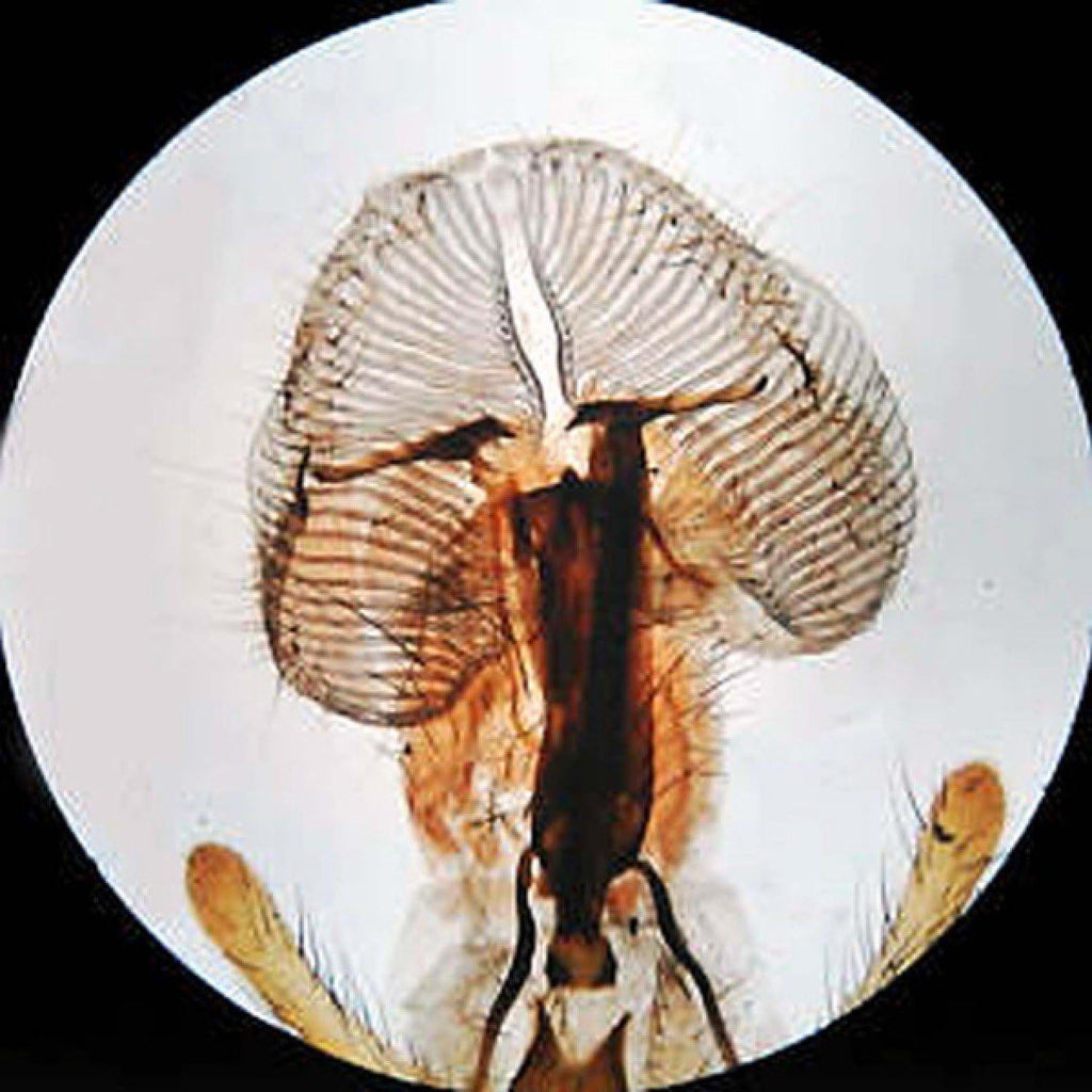 Binocular Stereo Microscope, WF10x and WF20x Eyepieces, 20X/40X/80X Magnification, LED Lighting I10811