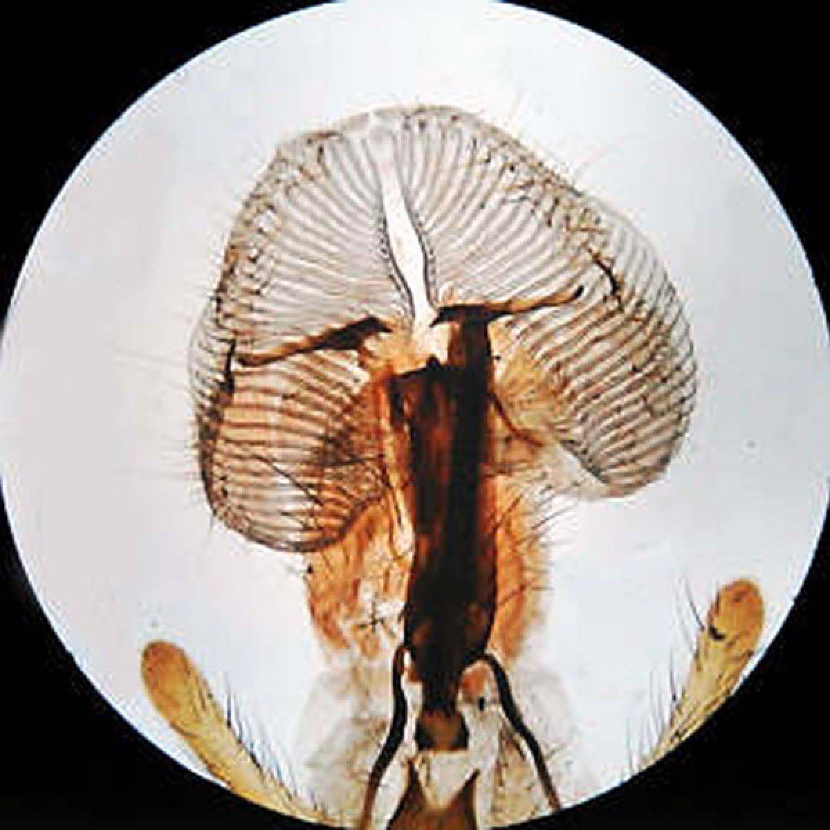 Binocular Stereo Microscope, WF10x and WF20x Eyepieces, 20X/40X/80X Magnification, LED Lighting I10811