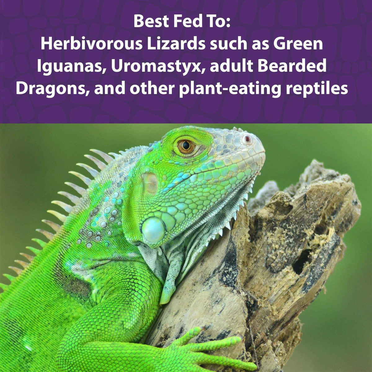 Herbivorous Reptile Diet Z7370
